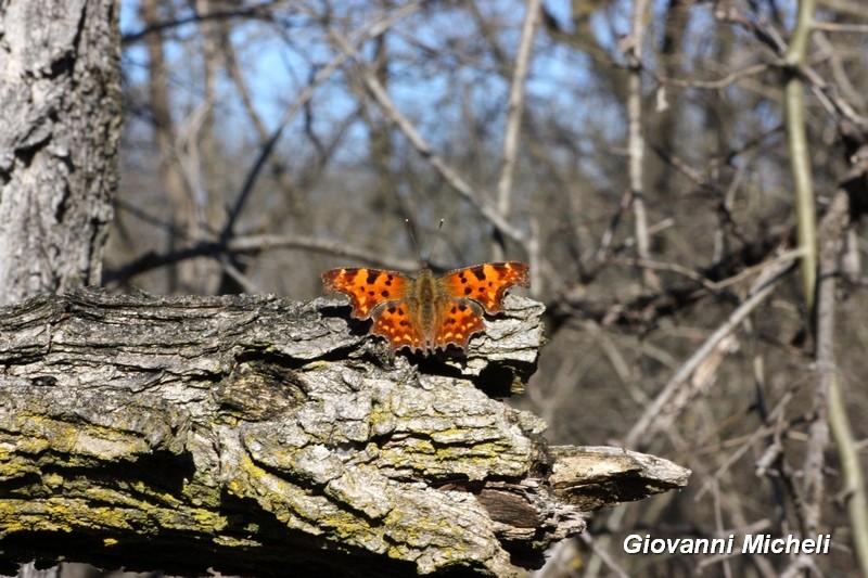 Parco del Ticino : 19/3/16